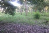 Fincas En Venta, Monte Plata Y Toda La Republica Dominicana!!