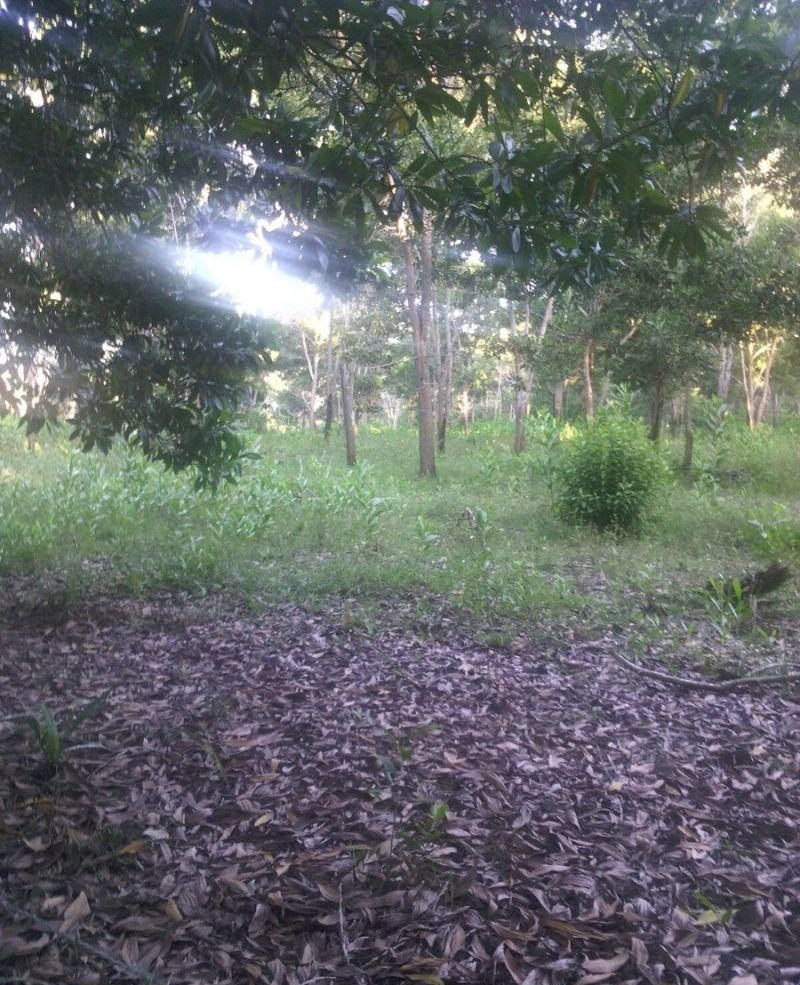 Fincas En Venta, Monte Plata Y Toda La Republica Dominicana!!